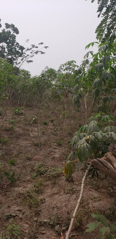 Land at Lagos
